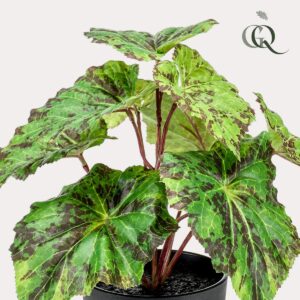 Kunstplant - Bladbegonia - 25cm