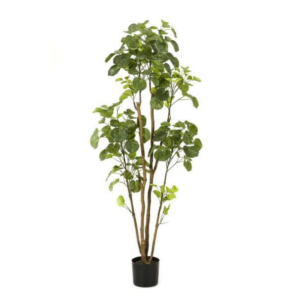 Kunstplant - Polyscias - Aralia - 160cm