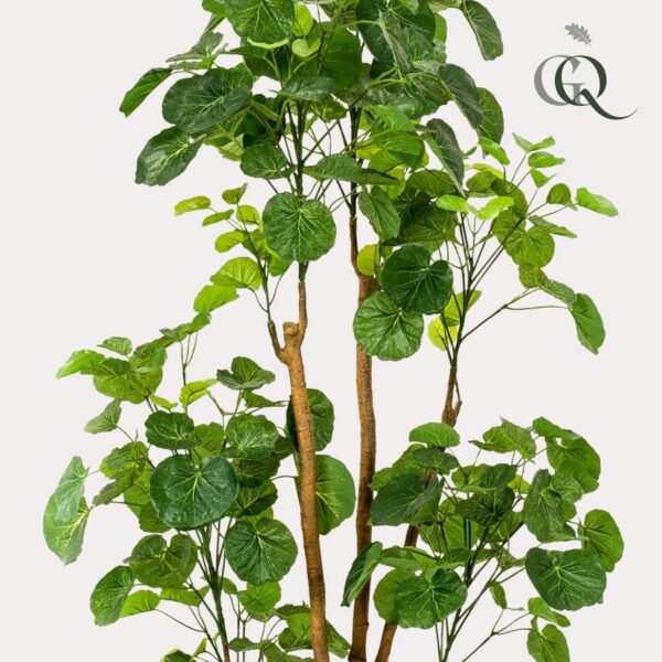 Kunstplant - Polyscias - Aralia - 160cm