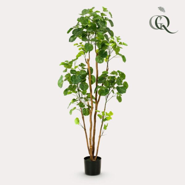 Kunstplant - Polyscias - Aralia - 160cm