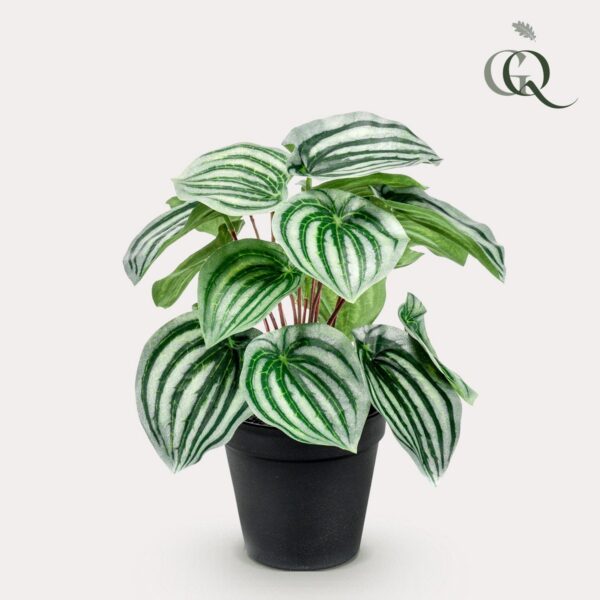 Kunstplant - Peperomia Argyreia -25cm