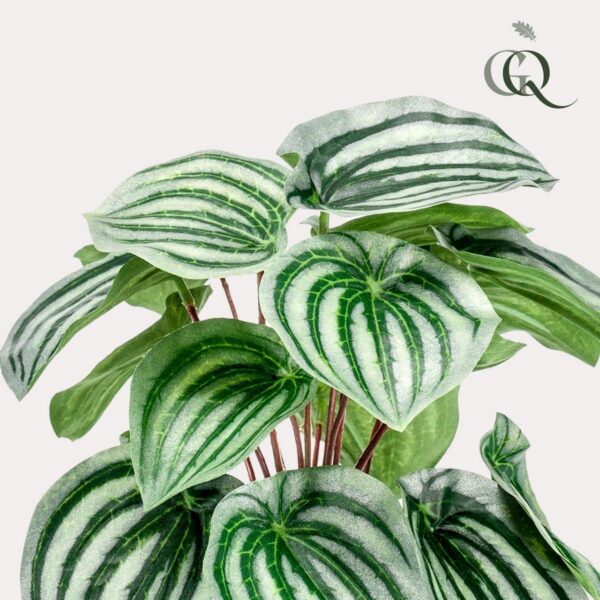 Kunstplant - Peperomia Argyreia -25cm