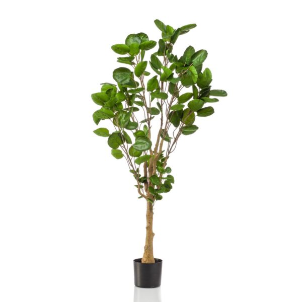 Kunstplant - Polyscias - Aralia - 150cm