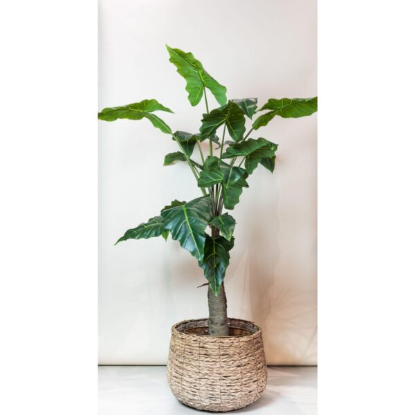 Kunstplant - Alocasia - Olifantsoor - 150cm