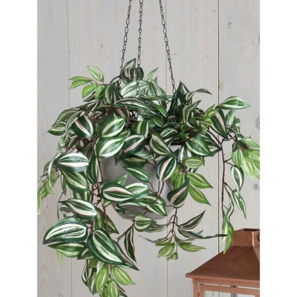 Tradescantia Hangplant in Bloempot Stan - Groen