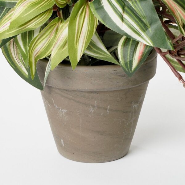 Tradescantia Hangplant in Bloempot Stan - Groen