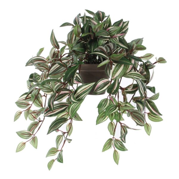 Tradescantia Hangplant in Bloempot Stan - Groen